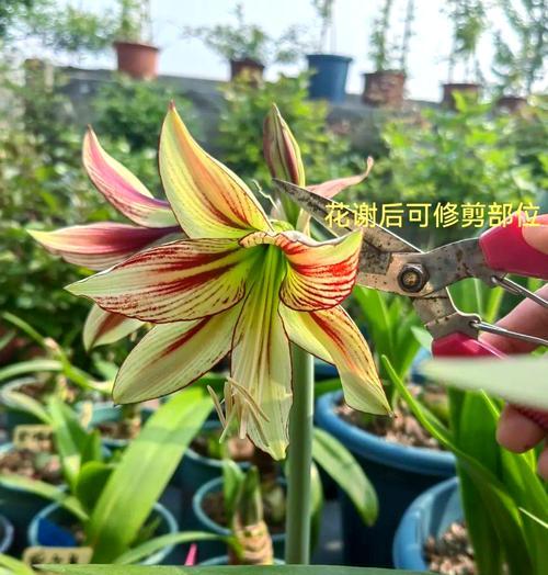 朱顶红在北方冬季如何养护？需要注意哪些问题？