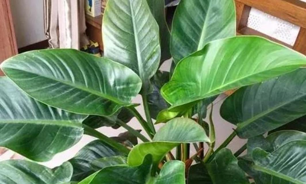 绿钻叶子发黄怎么办？绿钻植物叶子变黄的原因及处理方法？