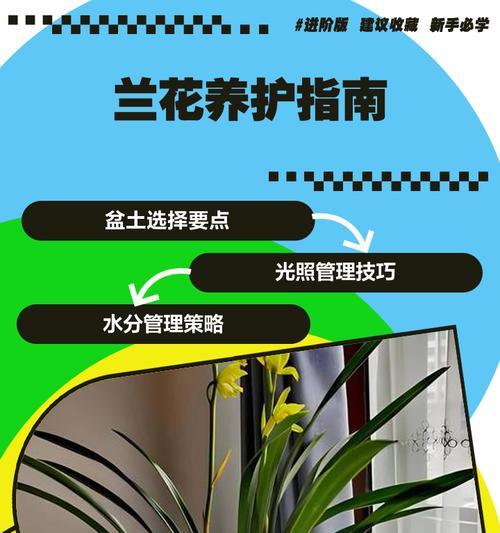 兰花叶子的优雅形容词有哪些？