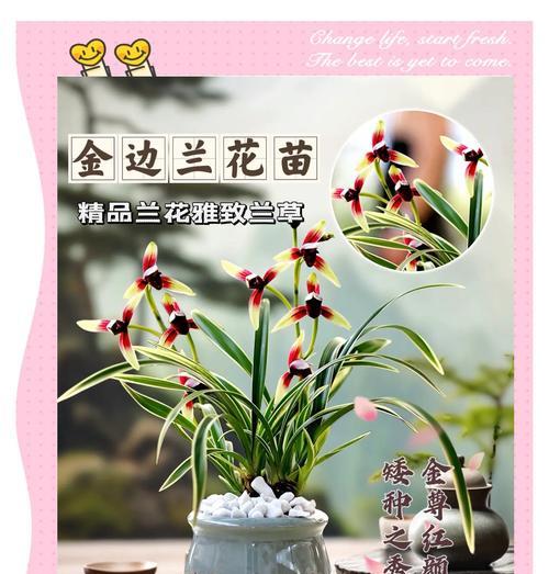 兰花叶子的优雅形容词有哪些？