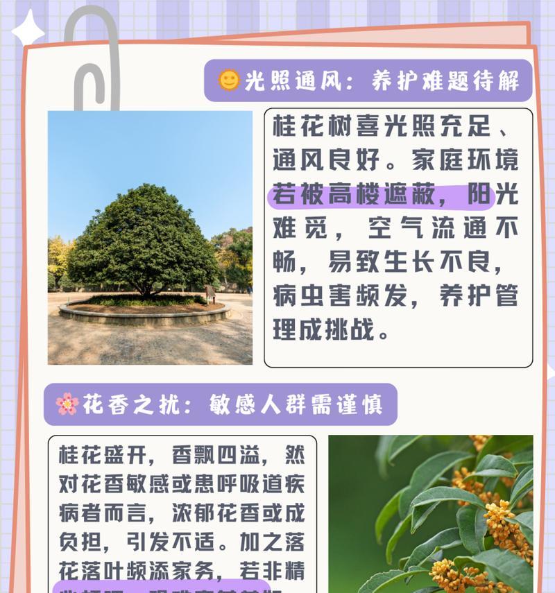 桂花的养殖方法有哪些？如何保持桂花香？