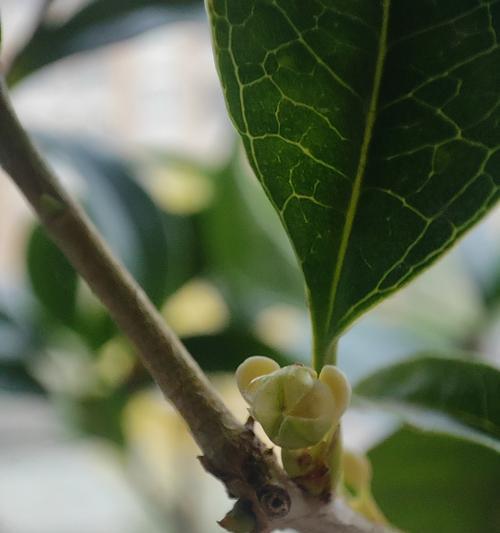 桂花的养殖方法有哪些？如何保持桂花香？