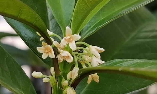 桂花的养殖方法有哪些？如何保持桂花香？