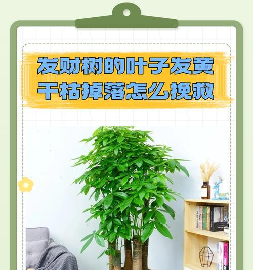发财树叶子发黄的原因是什么？如何有效救治？