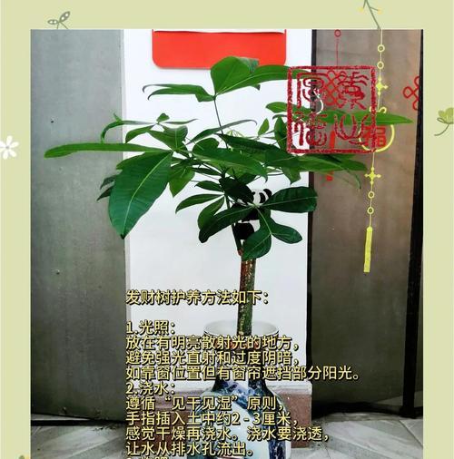 发财树叶子发黄的原因是什么？如何有效救治？