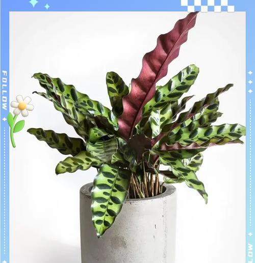 凤凰竹芋的养护要点是什么？