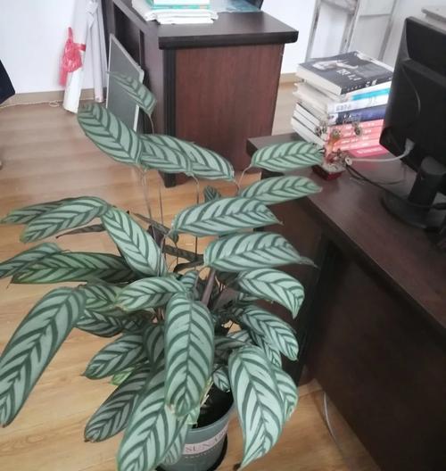 凤凰竹芋的养护要点是什么？