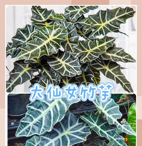凤凰竹芋的养护要点是什么？