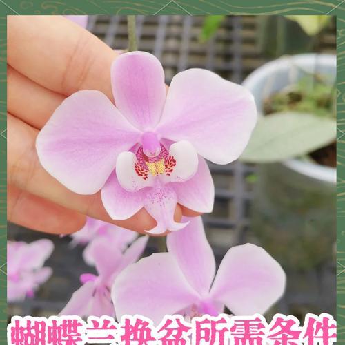 蝴蝶兰移盆的最佳时期是什么时候？蝴蝶兰移盆的正确方法是什么？