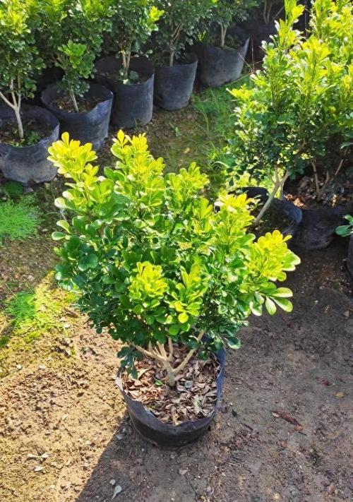米兰的开花时间是什么时候？如何促进开花？