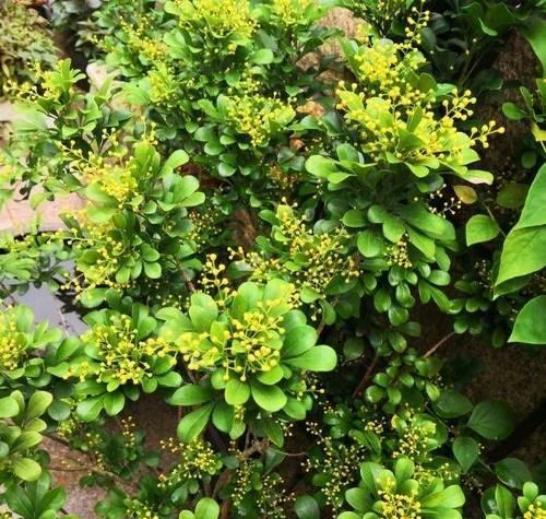 米兰的开花时间是什么时候？如何促进开花？