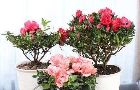 杜鹃花开花前后有哪些变化？如何促进其开花？