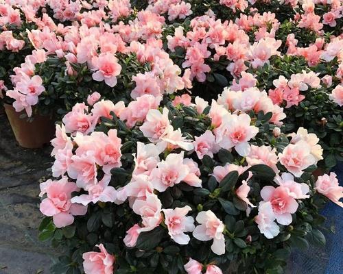 杜鹃花开花前后有哪些变化？如何促进其开花？