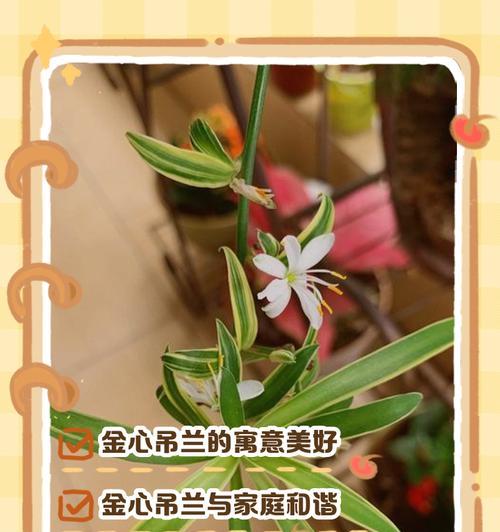金心吊兰的养殖技巧是什么？如何保持其金黄色泽？