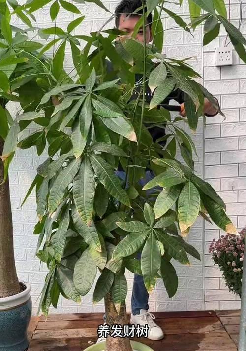 小发财树的养殖方法有哪些？如何解决小发财树的常见问题？