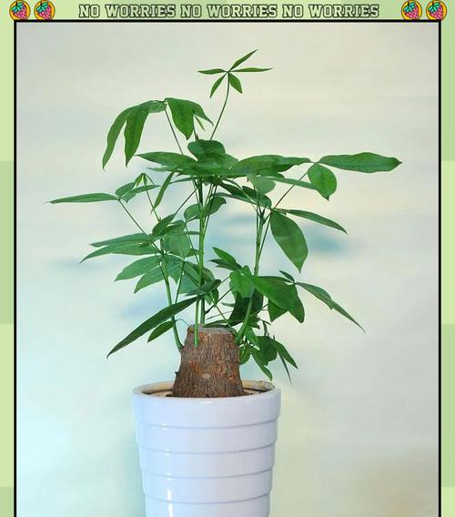 小发财树的养殖方法有哪些？如何解决小发财树的常见问题？