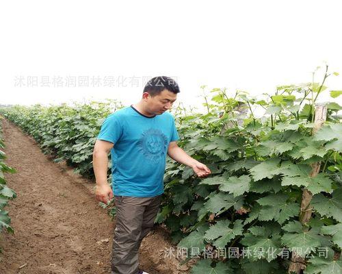 葡萄盆栽留果数量如何决定？怎样保证果实品质？