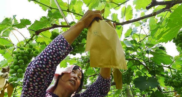 葡萄盆栽留果数量如何决定？怎样保证果实品质？
