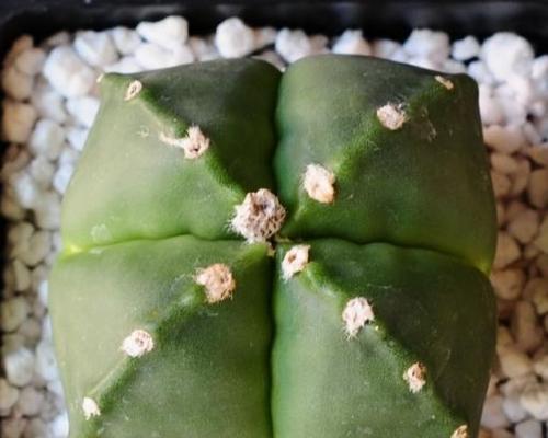 鸾凤玉养殖需要注意哪些问题？