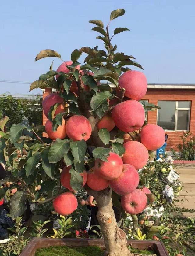 哪些果树适合盆栽种植？
