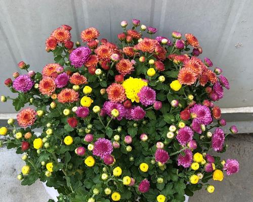 多头菊的养殖方法是什么？如何让多头菊开出更多花朵？
