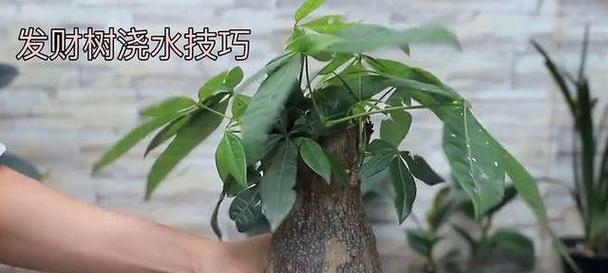 发财树的寓意是什么？如何正确进行修剪和浇水？
