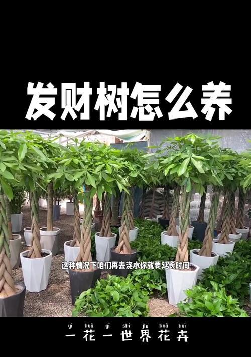 发财树的寓意是什么？如何正确进行修剪和浇水？