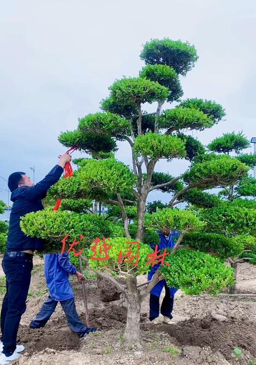 黄杨树的种植技巧有哪些？如何确保成活率？