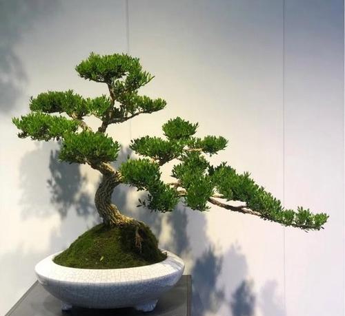 黄杨树的种植技巧有哪些？如何确保成活率？