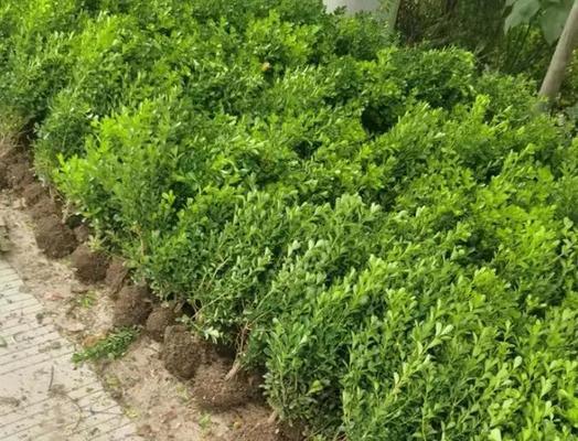 黄杨树的种植技巧有哪些？如何确保成活率？