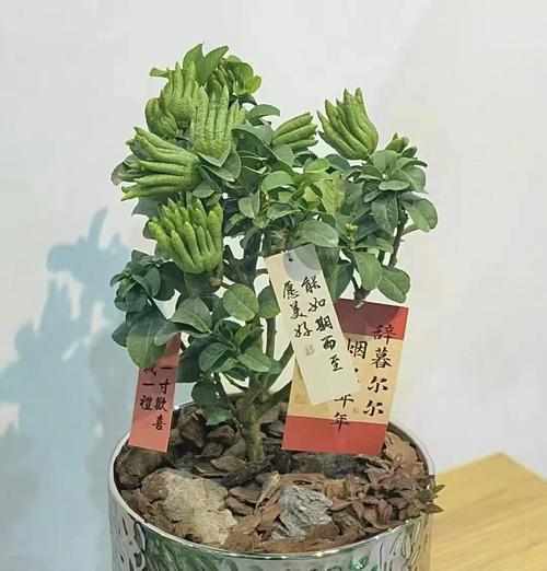 佛手柑怎么养？佛手柑的日常管理方法是什么？