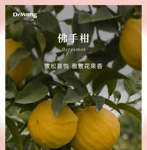 佛手柑怎么养？佛手柑的日常管理方法是什么？
