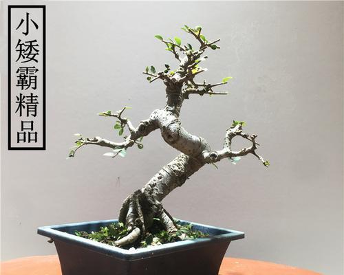 提根盆景的制作方法是什么？制作过程中应注意什么？