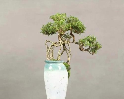 提根盆景的制作方法是什么？制作过程中应注意什么？