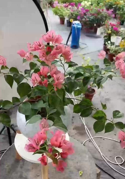 三角梅不开花怎么办？如何促进其多开花？