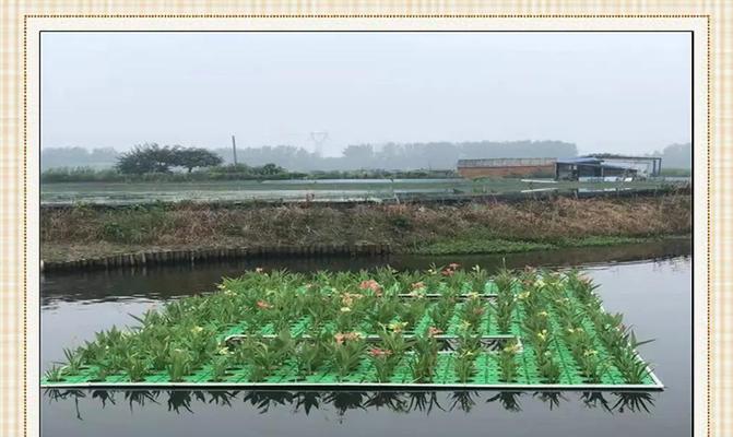 塘深3米适合种植哪些水生植物？如何养护这些水生植物？
