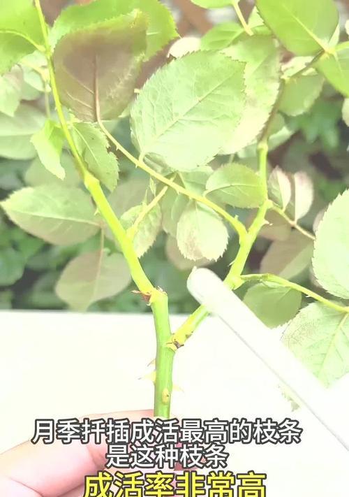 月季花插扦步骤是什么？怎样提高成活率？