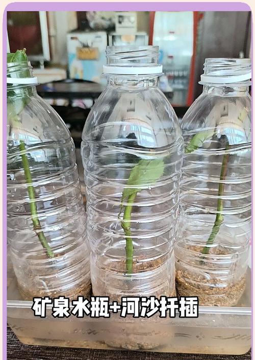 月季花插扦步骤是什么？怎样提高成活率？