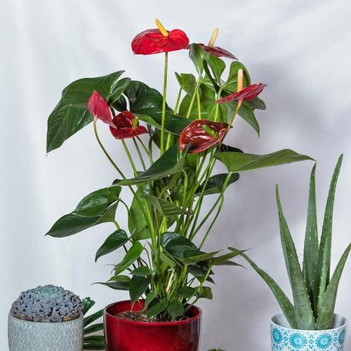 冬季室内适合种植哪些植物？如何照料它们？