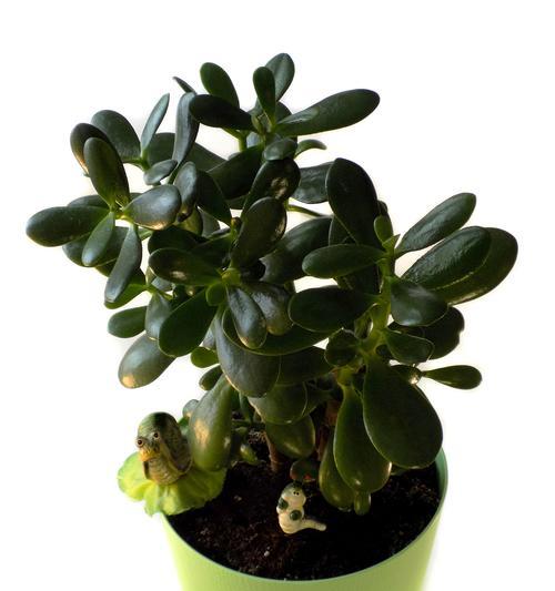 冬季室内适合种植哪些植物？如何照料它们？