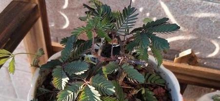 冬季室内适合种植哪些植物？如何照料它们？
