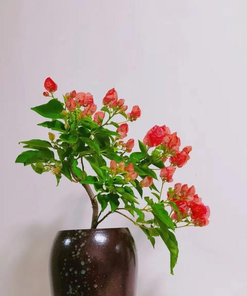 三角梅盆栽适合哪个季节种植？