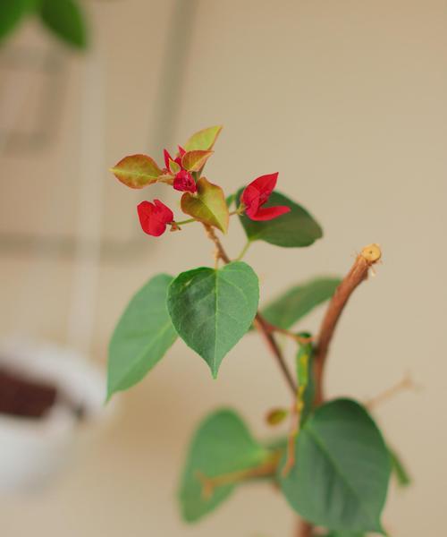 三角梅盆栽适合哪个季节种植？