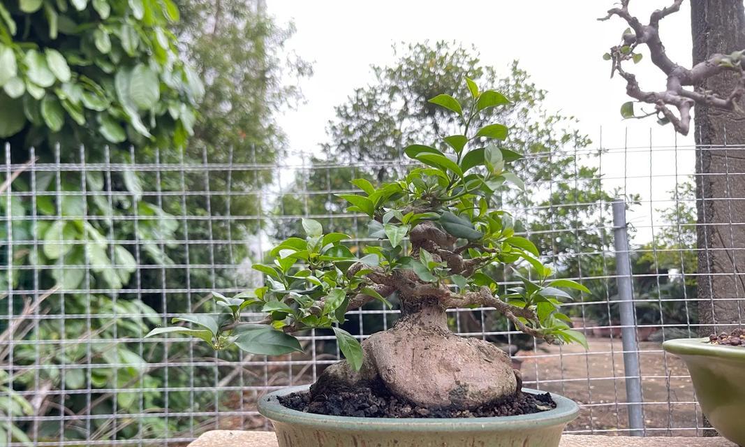 三角梅盆栽适合哪个季节种植？