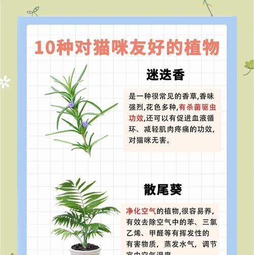 猫眼绿植的养殖方法是什么？如何保持其美观？