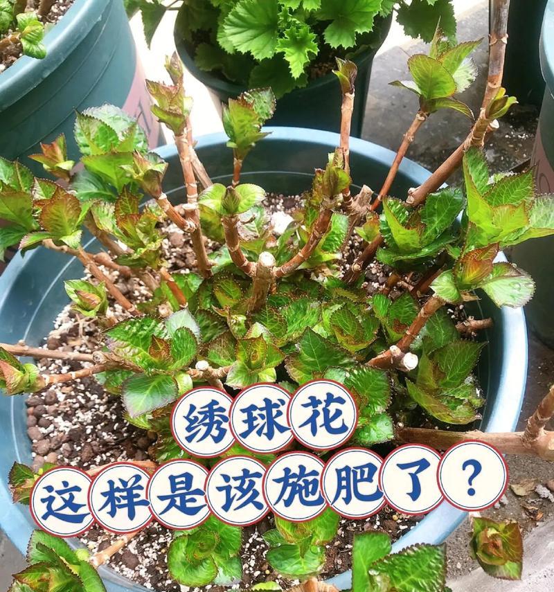 绣球花施肥的正确方法是什么？多久施肥一次？