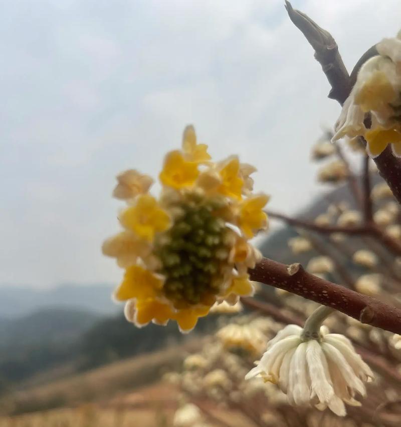 结香花的功效和作用是什么？