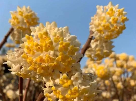 结香花的功效和作用是什么？
