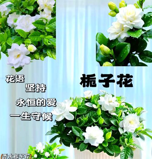 栀子花冬天怎么养？有哪些注意事项？