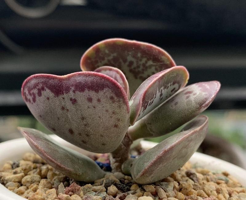 多肉植物中哪些是有毒的？如何安全养护多肉植物？